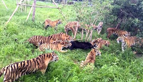 gấu đen, hổ, Trung Quốc