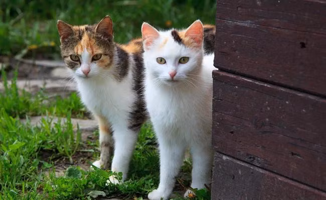 Hai con mèo của vợ chồng anh Piana đã giúp cặp đôi sống sót trong trận sạt lở đất. Ảnh minh họa.