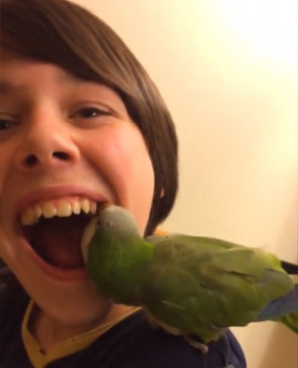 Chú vẹt giúp cậu chủ nhổ răng gây sốt trên mạng xã hội ảnh 1 Chú vẹt giúp cậu chủ nhổ răng gây sốt trên mạng xã hội