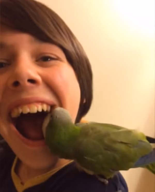 Chú vẹt giúp cậu chủ nhổ răng gây sốt trên mạng xã hội