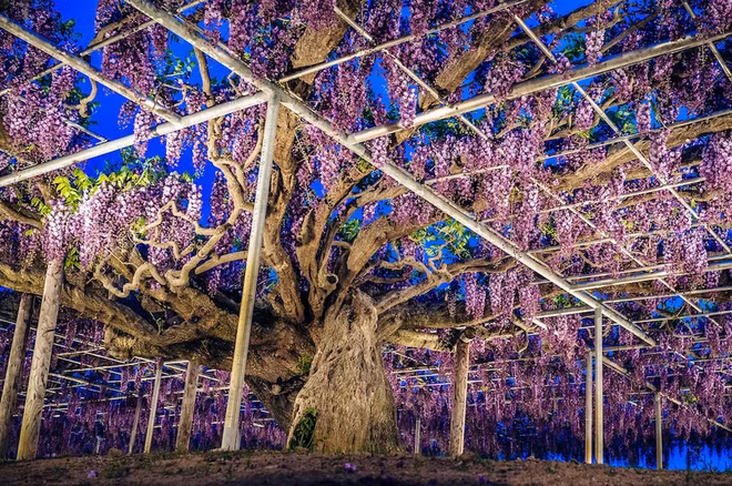 Nhật có "cây thần" giống trong phim Avatar ảnh 6