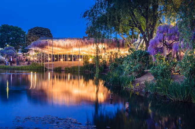 Nhật có "cây thần" giống trong phim Avatar ảnh 8