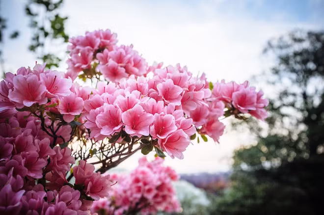 Nhật có "cây thần" giống trong phim Avatar ảnh 3