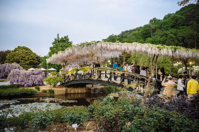 Nhật có "cây thần" giống trong phim Avatar ảnh 4