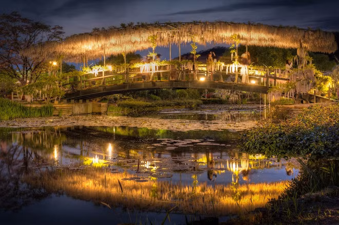 Nhật có "cây thần" giống trong phim Avatar ảnh 7