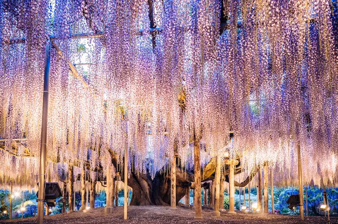 Nhật có "cây thần" giống trong phim Avatar ảnh 10