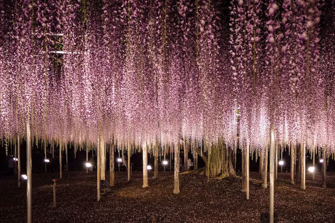 Nhật có "cây thần" giống trong phim Avatar ảnh 9