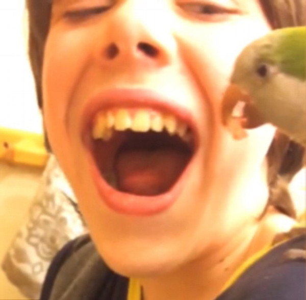 Chú vẹt giúp cậu chủ nhổ răng gây sốt trên mạng xã hội ảnh 2 Chú vẹt giúp cậu chủ nhổ răng gây sốt trên mạng xã hội