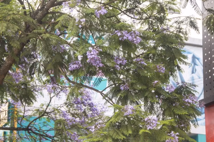 Mùa phượng tím ảnh 2