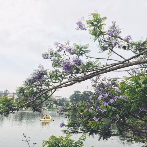 Mùa phượng tím ảnh 1