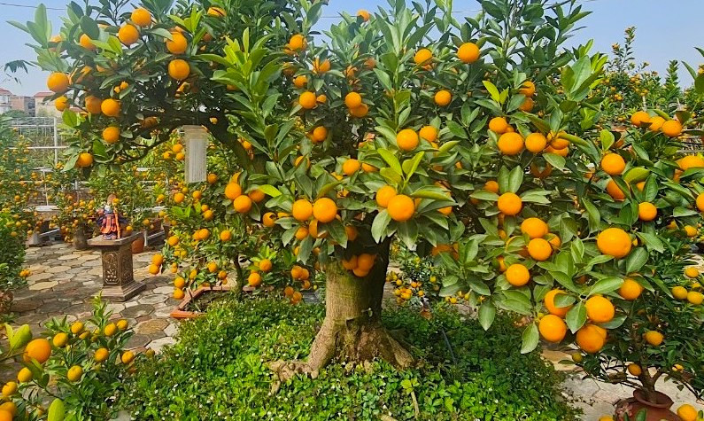 Tết Quý Mão 2023, vườn quất Tứ Liên (Tây Hồ, Hà Nội) thu hút khách bởi những tác phẩm phối ghép quất độc lạ, ngoài quất bonsai, quất mộc căn, quất trồng trong các chum lớn, ang… đủ chủng loại, mẫu mã đa dạng thì cây quất phối ghép gỗ lũa năm nay, tạo nên một sự mới lạ cho thị trường cây cảnh trưng Tết, từ sự kết hợp sáng tạo đó các chủ nhà vườn đã cho ra đời những tác phẩm nghệ thuật khá bắt mắt và phần nào phục vụ được nhu cầu trang trí làm đẹp nhà cửa của dân chơi cây cảnh Tết. Tết Quý Mão 2023, vườn quất Tứ Liên (Tây Hồ, Hà Nội) thu hút khách bởi những tác phẩm phối ghép quất độc lạ, ngoài quất bonsai, quất mộc căn, quất trồng trong các chum lớn, ang… đủ chủng loại, mẫu mã đa dạng thì cây quất phối ghép gỗ lũa năm nay, tạo nên một sự mới lạ cho thị trường cây cảnh trưng Tết, từ sự kết hợp sáng tạo đó các chủ nhà vườn đã cho ra đời những tác phẩm nghệ thuật khá bắt mắt và phần nào phục vụ được nhu cầu trang trí làm đẹp nhà cửa của dân chơi cây cảnh Tết.