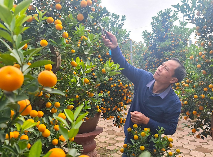 “Để tạo quất ghép gỗ lũa đẹp phải là người có con mắt tinh đời và kinh nghiệm mới có thể tạo ra một cây đẹp cả về thẩm mỹ lẫn giá trị kinh tế. Khâu quan trọng nhất là chọn hình gỗ hợp với dáng cây, sao cho gỗ ghép với quất làm tăng giá trị của cây. Nghệ nhân thường mất khoảng 4 tuần uốn nắn theo quá trình phát triển của cây để có được dáng, thế đẹp, độc, lạ và cây đến được người chơi cũng phải mất từ 2 - 3 năm” - anh Luận cho biết. “Để tạo quất ghép gỗ lũa đẹp phải là người có con mắt tinh đời và kinh nghiệm mới có thể tạo ra một cây đẹp cả về thẩm mỹ lẫn giá trị kinh tế. Khâu quan trọng nhất là chọn hình gỗ hợp với dáng cây, sao cho gỗ ghép với quất làm tăng giá trị của cây. Nghệ nhân thường mất khoảng 4 tuần uốn nắn theo quá trình phát triển của cây để có được dáng, thế đẹp, độc, lạ và cây đến được người chơi cũng phải mất từ 2 - 3 năm” - anh Luận cho biết.