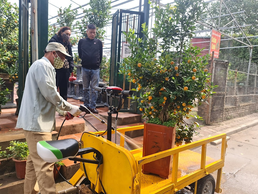 Năm nay là Tết Quý Mão, theo quan niệm của nhiều người, mèo mang lại những điều xui xẻo, không tốt trong yếu tố tâm linh nên các chủ vườn không tạo hình linh vật này kết hợp với quất cảnh giống như các năm trước. Năm nay là Tết Quý Mão, theo quan niệm của nhiều người, mèo mang lại những điều xui xẻo, không tốt trong yếu tố tâm linh nên các chủ vườn không tạo hình linh vật này kết hợp với quất cảnh giống như các năm trước.