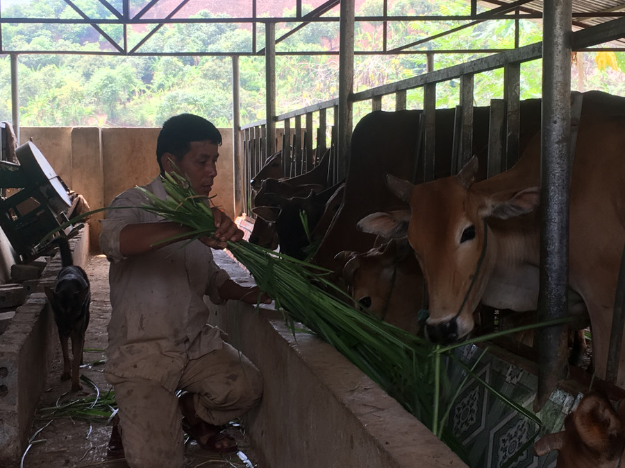 Ông ích trồng cỏ voi trên nương để cung cấp đủ thức ăn cho đàn bò.