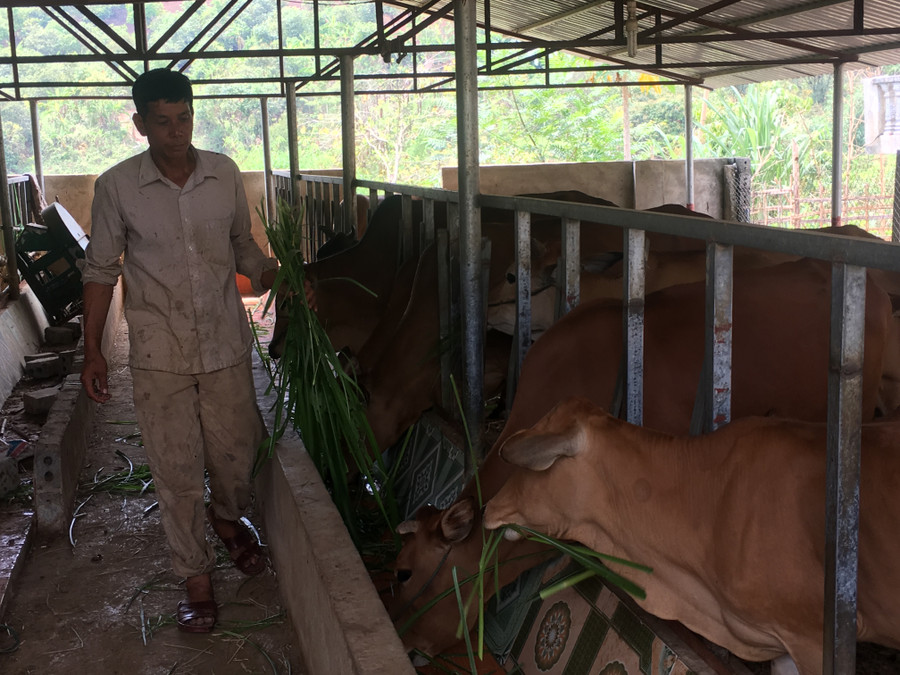 Ông Ích đang cho đàn bò ăn tại chuồng.