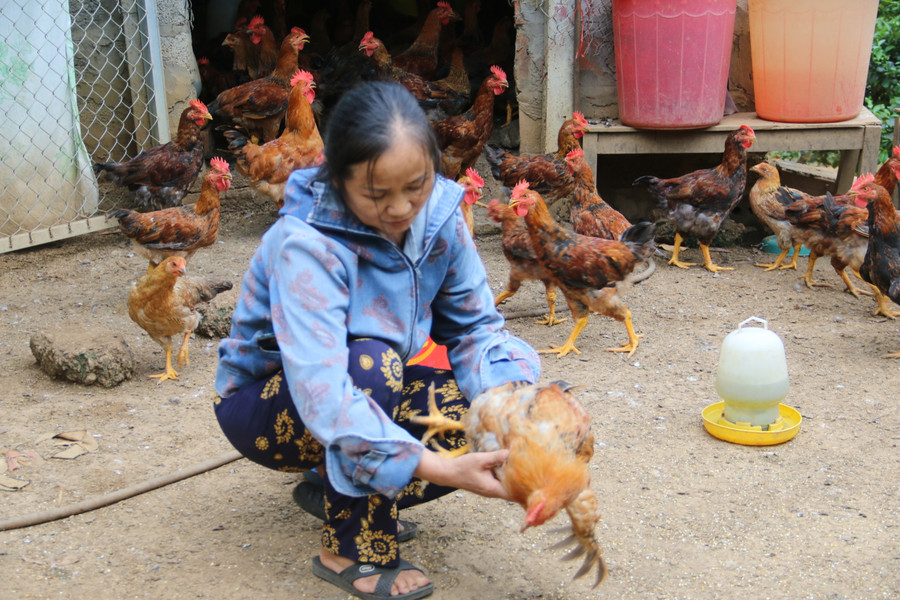 Bà Thanh đang kiểm tra sức khoẻ cho đàn gà.