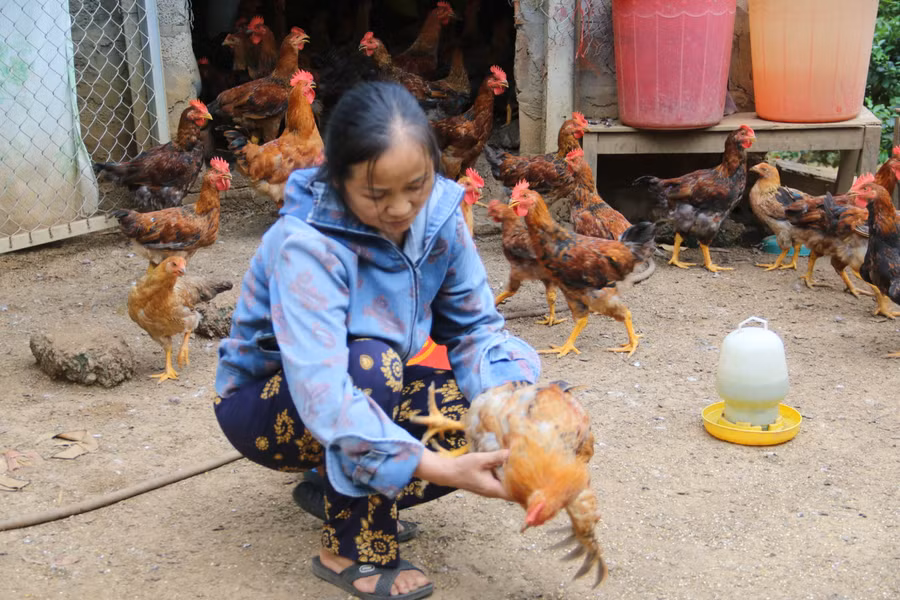 Bà Thanh đang kiểm tra sức khoẻ cho đàn gà.