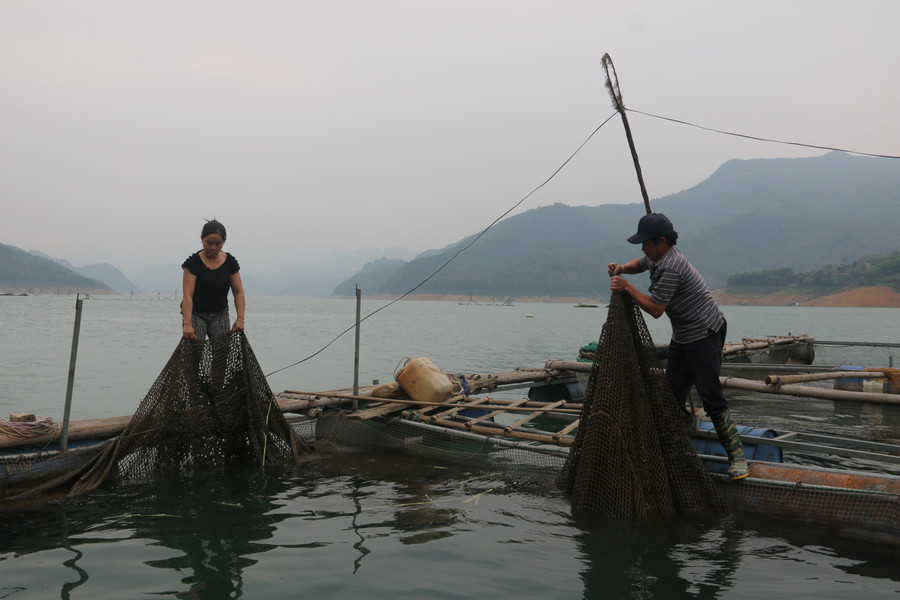 Chị Sen đang dọn dẹp thức ăn thừa tại lồng cá, để cá không bị dịch bệnh. Chị Sen đang dọn dẹp thức ăn thừa tại lồng cá, để cá không bị dịch bệnh.