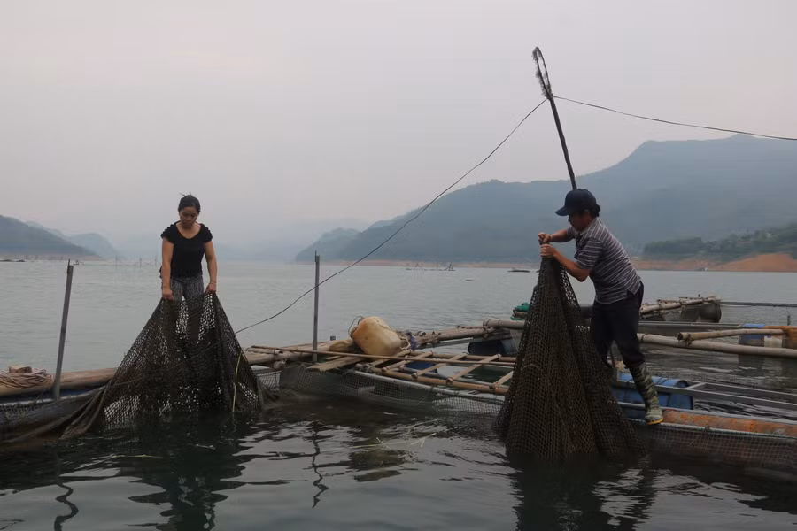 Chị Sen đang dọn dẹp thức ăn thừa tại lồng cá, để cá không bị dịch bệnh.