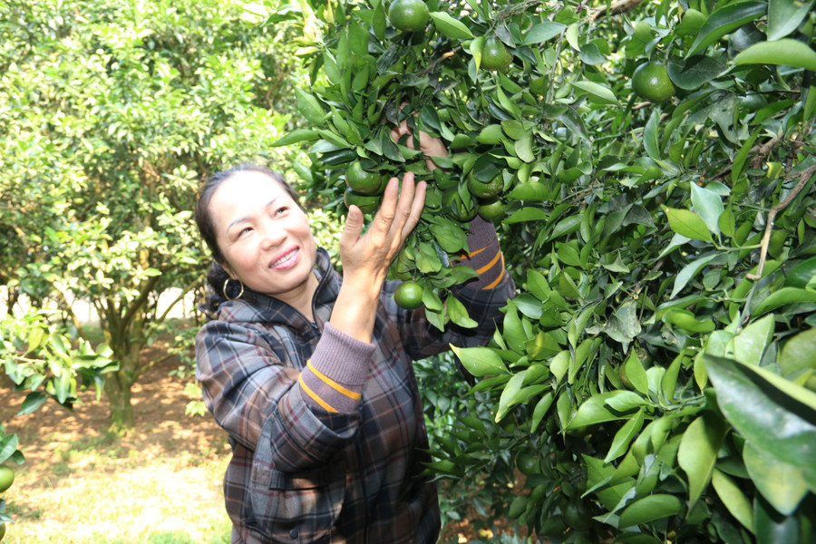 Bà Thu vui mừng khi vườn cam sai quả.