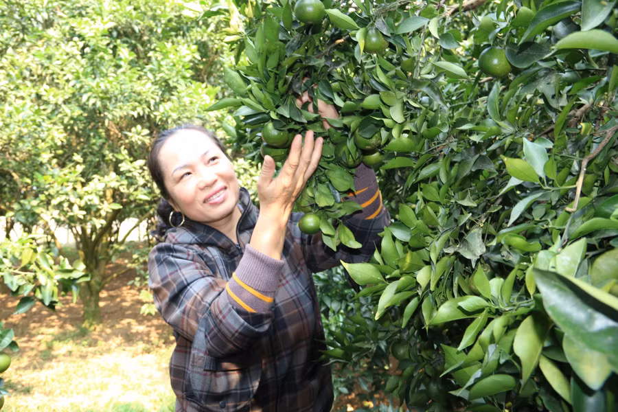 Bà Thu vui mừng khi vườn cam sai quả.