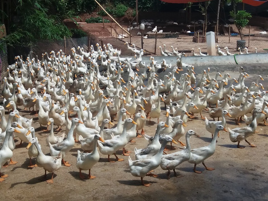 Không chỉ trồng bưởi, ông Hậu còn nuôi thêm vịt để nâng cao nguồn thu nhập. Không chỉ trồng bưởi, ông Hậu còn nuôi thêm vịt để nâng cao nguồn thu nhập.