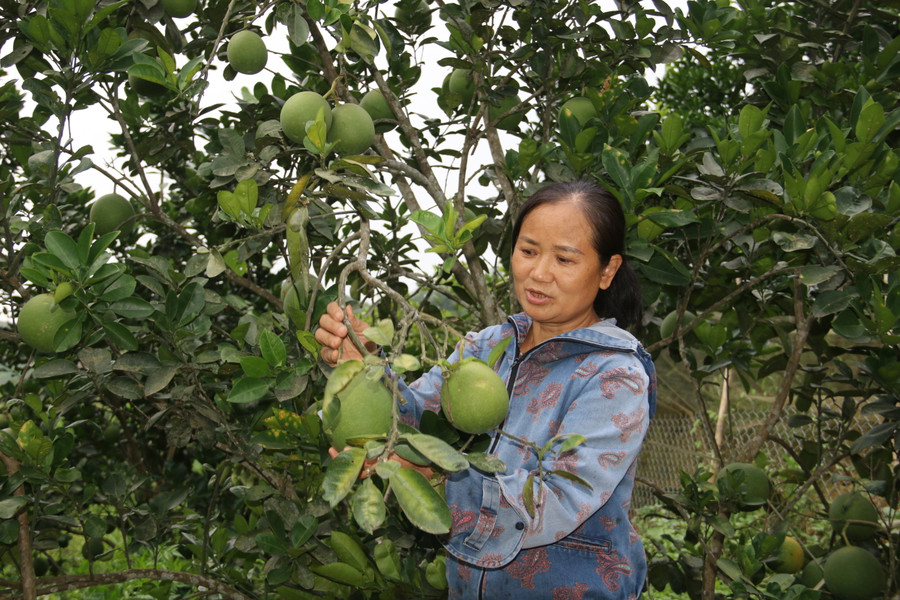 Ngoài nuôi gà ta, bà Thanh còn trồng bưởi da xanh.