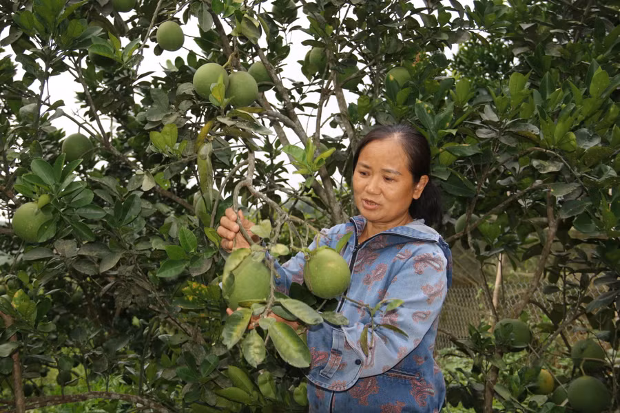 Ngoài nuôi gà ta, bà Thanh còn trồng bưởi da xanh.