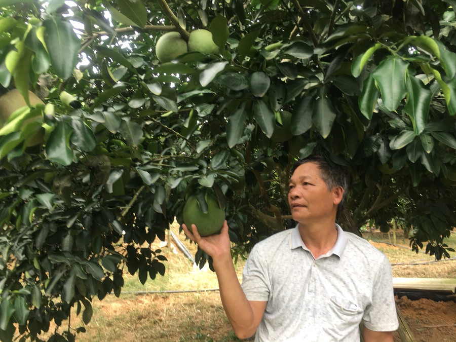 Ông Hậu nâng niu từng quả bưởi đỏ. Ông Hậu nâng niu từng quả bưởi đỏ.