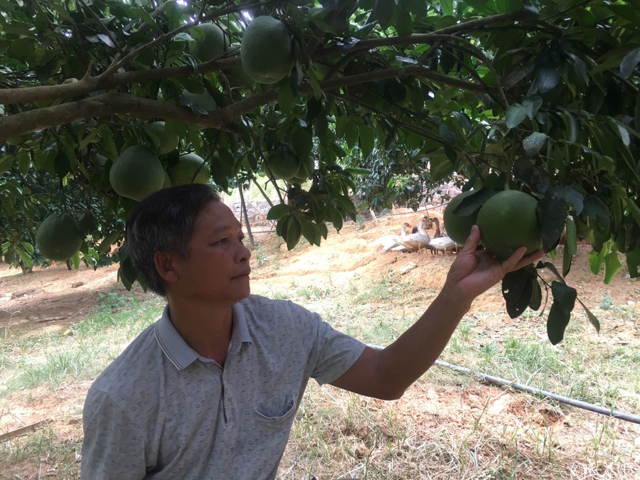 Ông Hậu đang chăm sóc bưởi đỏ tại vườn. Ông Hậu đang chăm sóc bưởi đỏ tại vườn.