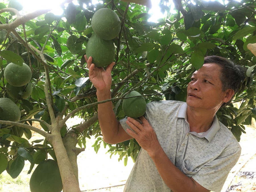 Nhờ chuyển sang trồng bưởi đỏ, ông Hậu đã thoát nghèo.