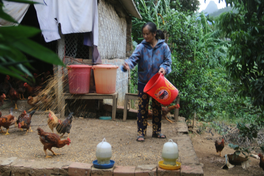 Bà Thanh đang cho đàn gà ăn ngô tại chuồng trại.