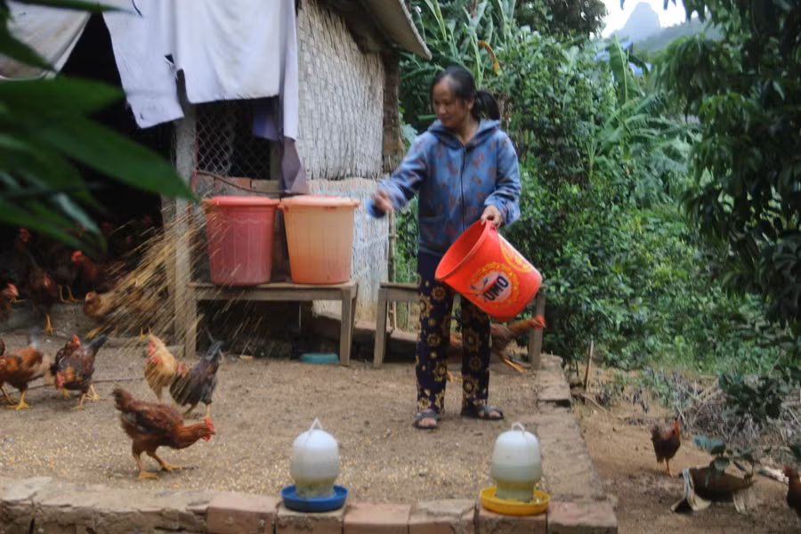 Bà Thanh đang cho đàn gà ăn ngô tại chuồng trại.
