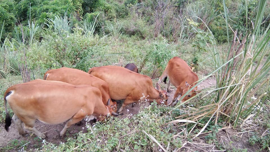 Đàn bò được nuôi theo kiểu &quot;bán chăn thả&quot;.