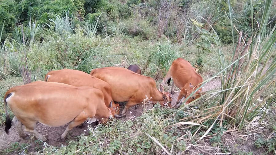Đàn bò được nuôi theo kiểu "bán chăn thả".