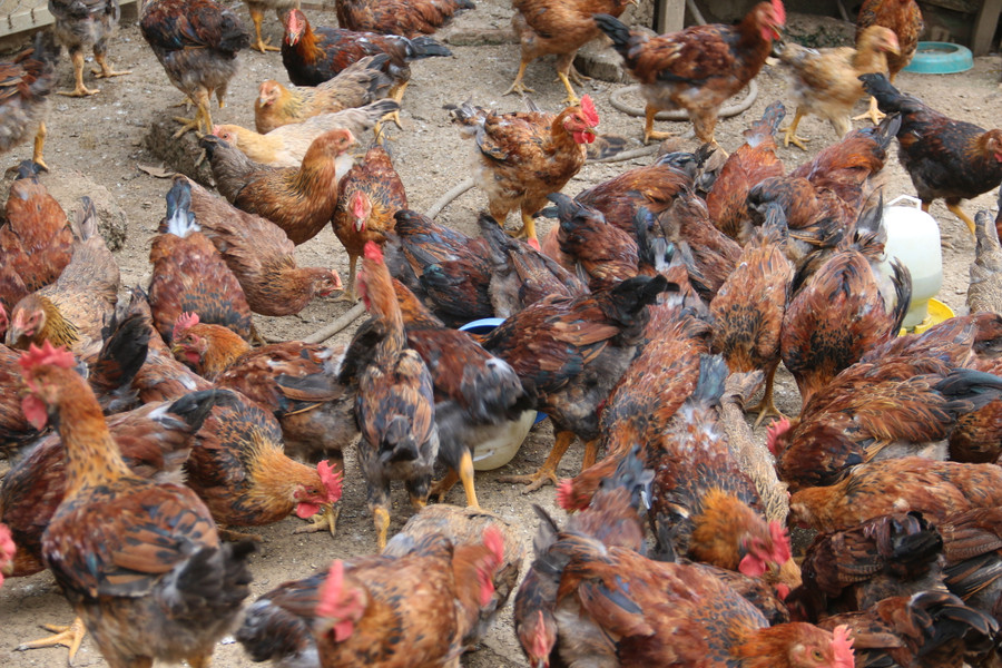 Nhờ chăm sóc tốt đàn gà ta của bà Thanh phát triển khoẻ mạnh.