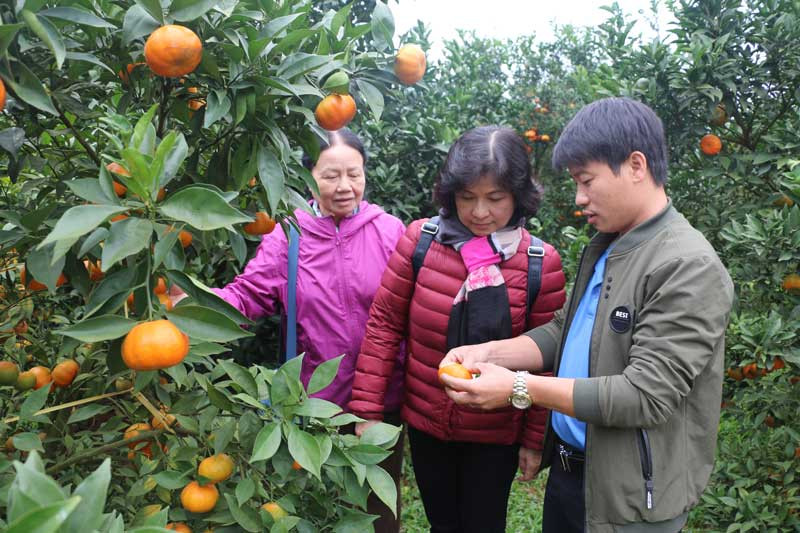 Người dân có cuộc sống giàu sang nhờ trồng cam.