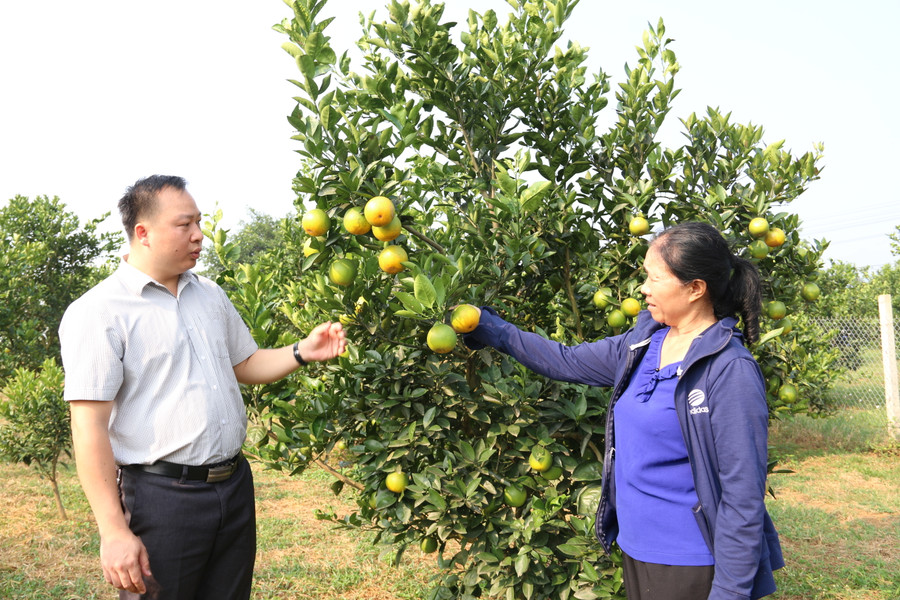 Ông Bùi Đức Biên, Phó Chủ tịch Hội Nông dân tỉnh Hoà Bình trao đổi kinh nghiệm chăm sóc cây ăn quả với người dân.