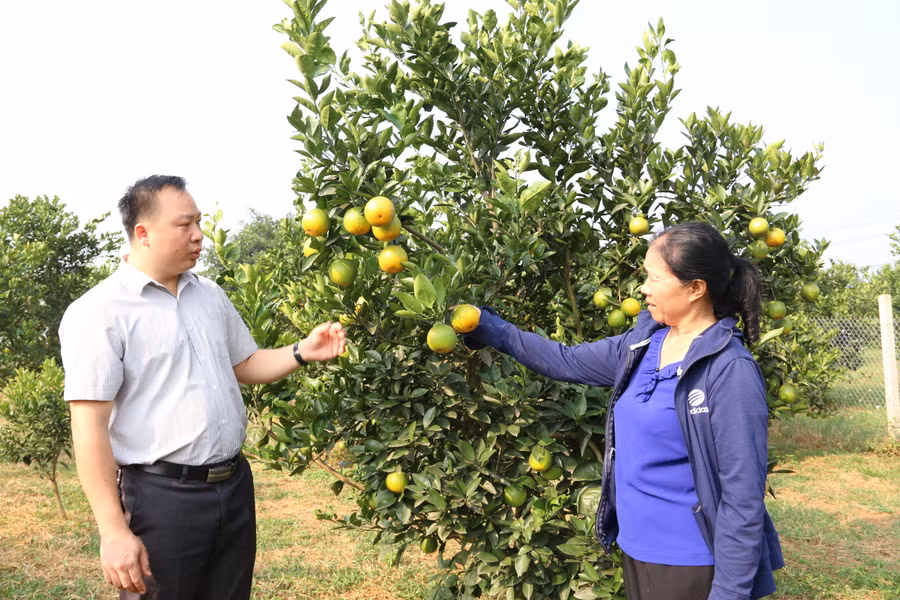 Ông Bùi Đức Biên, Phó Chủ tịch Hội Nông dân tỉnh Hoà Bình trao đổi kinh nghiệm chăm sóc cây ăn quả với người dân.