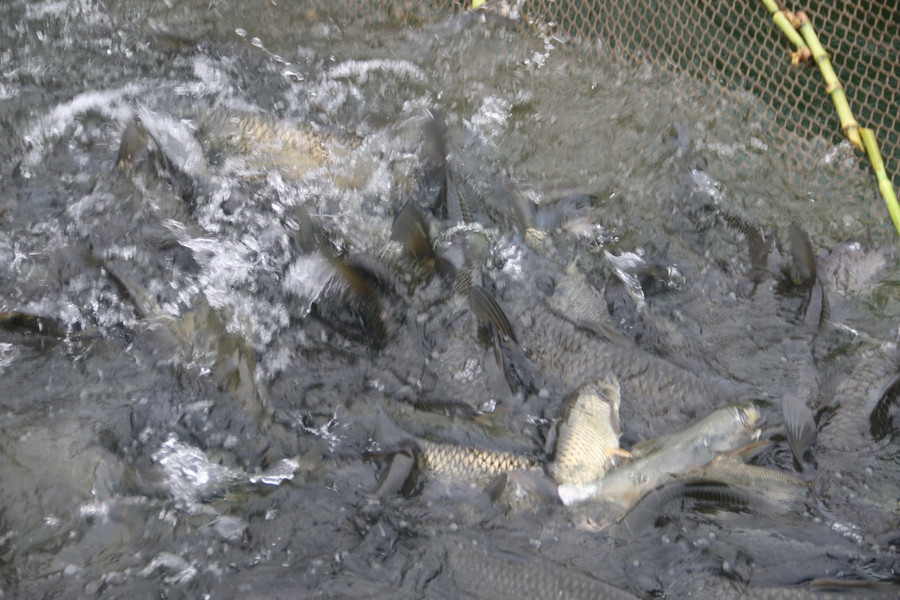 Dù nuôi cá sạch tuy chậm lớn nhưng được giá và nhiều người chọn mua. Dù nuôi cá sạch tuy chậm lớn nhưng được giá và nhiều người chọn mua.