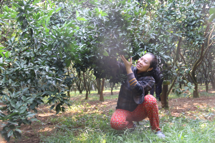 Bà Thu đang chăm sóc cây cam tại vườn.