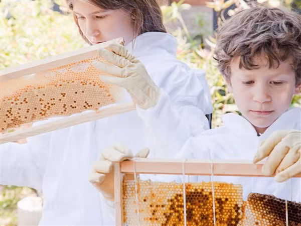 Học sinh tìm hiểu cách nuôi ong và lấy mật ong.