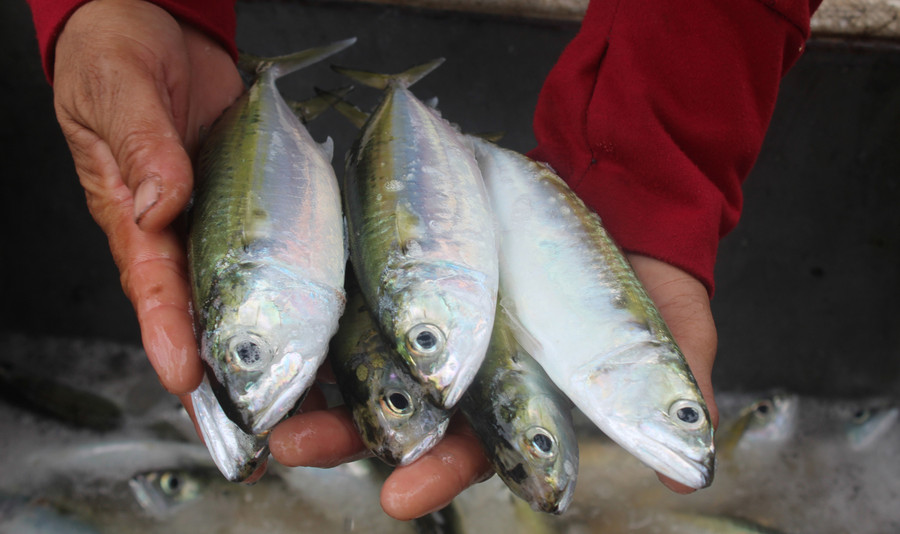 Vào chính vụ, cá bạc má thường to và béo, trung bình từ 5 - 6 con/kg.