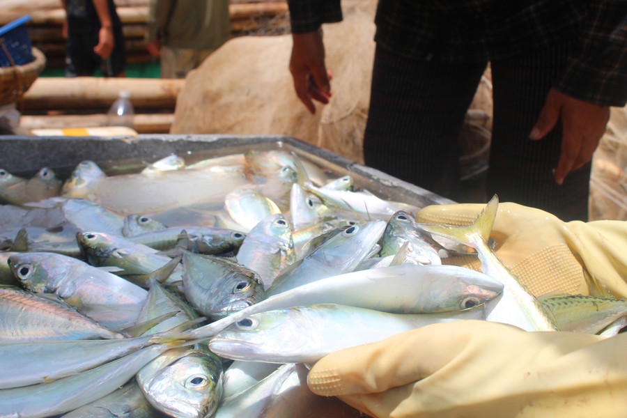 Những thùng chứa đầy ắp cá bạc má tươi của ngư dân làng biển xứ Thanh.