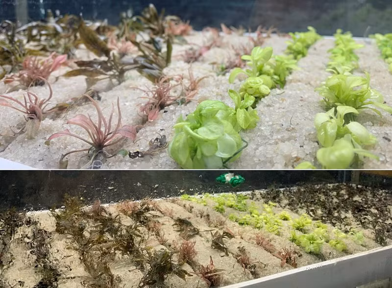 Sản phẩm cây thủy sinh ở giai đoạn trồng in vitro.