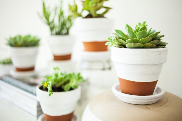 Gợi ý 10 cách trang trí chậu cây cảnh siêu dễ