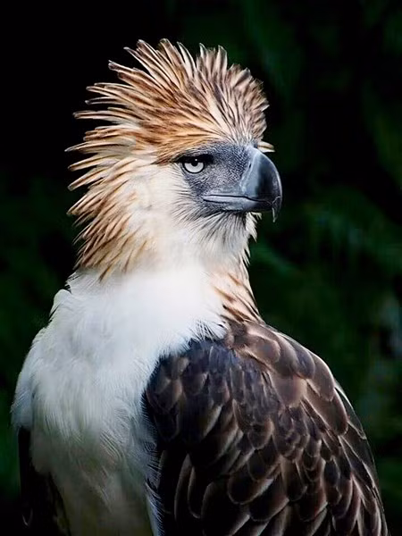 Đại bàng - Vua của bầu trời ảnh 2