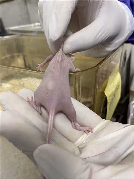 Tiêm tế bào ung thư buồng trứng tạo khối u trên chuột thử nghiệm. Ảnh: NVCC.