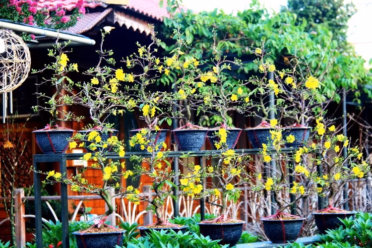 Ngắm vạn sắc hoa ở làng Trường Sơn ảnh 1