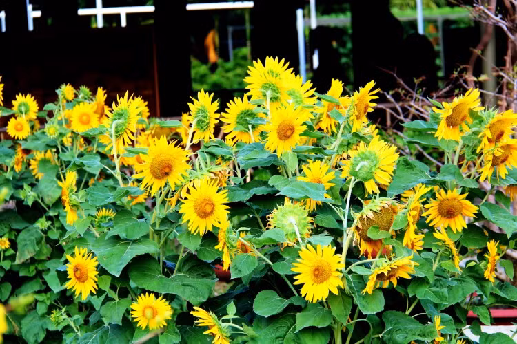 Ngắm vạn sắc hoa ở làng Trường Sơn ảnh 4